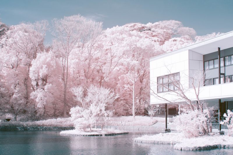 ảnh chụp Sakura bằng máy ảnh hồng ngoại ảnh chụp Sakura bằng máy ảnh hồng ngoại
